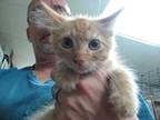 Adopt Sunkist a Orange or Red Domestic Shorthair / Mixed Breed (Medium) / Mixed