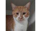 Adopt Teddy a Orange or Red Domestic Shorthair / Mixed Breed (Medium) / Mixed
