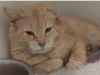 Adopt Butters a Orange or Red Domestic Shorthair / Mixed Breed (Medium) / Mixed
