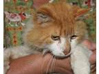 Adopt Harvey a Orange or Red Domestic Longhair / Mixed Breed (Medium) / Mixed