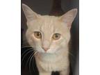 Adopt Henry a Gray or Blue (Mostly) Domestic Shorthair / Mixed Breed (Medium) /