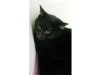 Adopt Laverne a All Black Domestic Shorthair / Mixed Breed (Medium) / Mixed