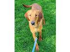 Adopt Buddy a Tan/Yellow/Fawn Treeing Walker Coonhound / Mixed Breed (Medium) /