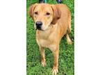 Adopt Bear a Tan/Yellow/Fawn Treeing Walker Coonhound / Mixed Breed (Medium) /