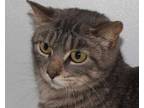 Adopt Harriett Ann a Gray or Blue Domestic Shorthair / Mixed Breed (Medium) /