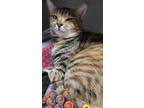 Adopt Sky a Orange or Red Domestic Shorthair / Mixed Breed (Medium) / Mixed