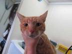 Adopt Carrie a Orange or Red Domestic Shorthair / Mixed Breed (Medium) / Mixed