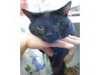 Adopt Twinkle a All Black Domestic Shorthair / Mixed Breed (Medium) / Mixed