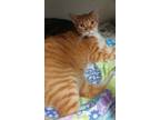 Adopt Sophie a Orange or Red Domestic Shorthair / Mixed Breed (Medium) / Mixed