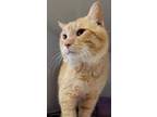 Adopt Marvin a Orange or Red Domestic Shorthair / Mixed Breed (Medium) / Mixed