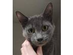 Adopt Sadie a Gray or Blue Domestic Shorthair / Mixed Breed (Medium) / Mixed