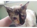 Adopt Miss Kitty a Orange or Red Tabby Siamese / Mixed Breed (Medium) / Mixed