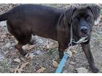 Adopt Rhett a Black Terrier (Unknown Type, Medium) / Mixed Breed (Medium) /