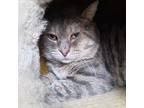 Adopt Mark a Gray, Blue or Silver Tabby Domestic Shorthair / Mixed Breed