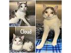 Adopt Cloud a White British Shorthair / Mixed Breed (Medium) / Mixed (short