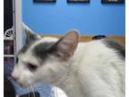 Adopt Squeeze a White Domestic Shorthair / Mixed Breed (Medium) / Mixed (short