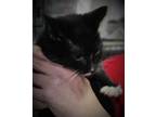 Adopt Bootsey a All Black Domestic Shorthair / Mixed Breed (Medium) / Mixed