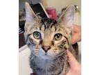 Adopt Bodie a Brown Tabby Domestic Shorthair / Mixed Breed (Medium) / Mixed