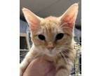 Adopt Sandy a Orange or Red Domestic Shorthair / Mixed Breed (Medium) / Mixed