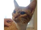 Adopt Olive a Orange or Red Domestic Shorthair / Mixed Breed (Medium) / Mixed