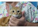 Adopt Sybil a Orange or Red Domestic Shorthair / Mixed Breed (Medium) / Mixed