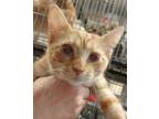Adopt Penny a Orange or Red Domestic Shorthair / Mixed Breed (Medium) / Mixed