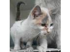 Adopt Cammy a Gray or Blue Domestic Shorthair / Mixed Breed (Medium) / Mixed
