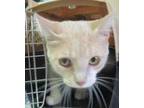 Adopt Tootles a Gray or Blue (Mostly) Domestic Shorthair / Mixed Breed (Medium)