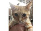 Adopt Penelope a Orange or Red Domestic Shorthair / Mixed Breed (Medium) / Mixed