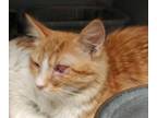 Adopt Willow a Orange or Red Domestic Longhair / Mixed Breed (Medium) / Mixed