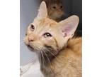 Adopt Jack a Orange or Red Domestic Shorthair / Mixed Breed (Medium) / Mixed