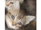 Adopt Paisley a Brown Tabby Domestic Shorthair / Mixed Breed (Medium) / Mixed