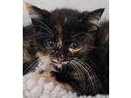 Adopt Spottedleaf a All Black Domestic Shorthair / Mixed Breed (Medium) / Mixed