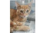 Adopt Spitfire a Orange or Red Domestic Shorthair / Mixed Breed (Medium) / Mixed
