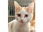 Adopt Oliver a White Domestic Shorthair / Mixed Breed (Medium) / Mixed (short