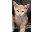 Adopt Apollo a Gray or Blue (Mostly) Domestic Shorthair / Mixed Breed (Medium) /