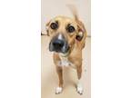 Adopt Scout a Tan/Yellow/Fawn Shepherd (Unknown Type) / Mixed Breed (Medium) /