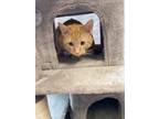 Adopt Sonic a Orange or Red Domestic Shorthair / Mixed Breed (Medium) / Mixed