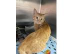 Adopt Gizmo a Orange or Red Domestic Shorthair / Mixed Breed (Medium) / Mixed