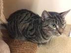 Adopt Patience a Brown Tabby Domestic Shorthair / Mixed Breed (Medium) / Mixed