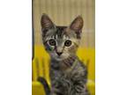 Adopt CousCous a Brown Tabby Domestic Shorthair / Mixed Breed (Medium) / Mixed