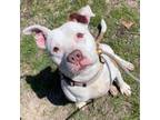 Adopt Angel a White American Pit Bull Terrier / Mixed Breed (Medium) / Mixed