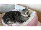 Adopt Twinkie a Brown Tabby Domestic Shorthair / Mixed Breed (Medium) / Mixed