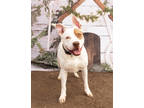 Adopt Han Solo a White American Pit Bull Terrier / Mixed Breed (Medium) / Mixed