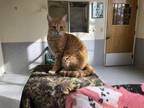 Adopt Chai a Orange or Red Domestic Shorthair / Mixed Breed (Medium) / Mixed