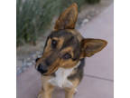 Adopt Wanda a Tan/Yellow/Fawn German Shepherd Dog / Mixed Breed (Medium) / Mixed