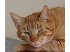 Adopt Elgin a Orange or Red Domestic Shorthair / Mixed Breed (Medium) / Mixed