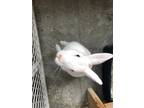 Adopt Sierra a White Californian / Californian / Mixed (short coat) rabbit in