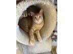 Adopt Cyprus a Orange or Red Domestic Shorthair / Mixed Breed (Medium) / Mixed