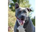 Adopt Bubba II a Black American Staffordshire Terrier / Mixed Breed (Medium) /